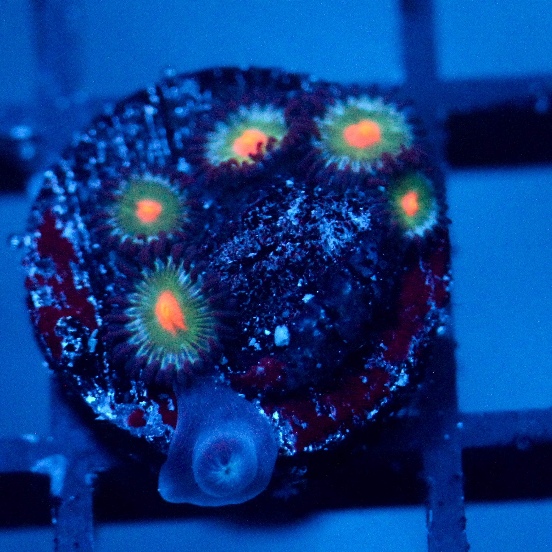 JC Blue Raven Zoanthid