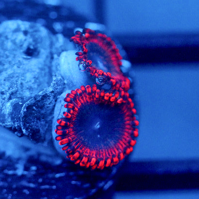 JC Utter Typhloshion Zoanthid