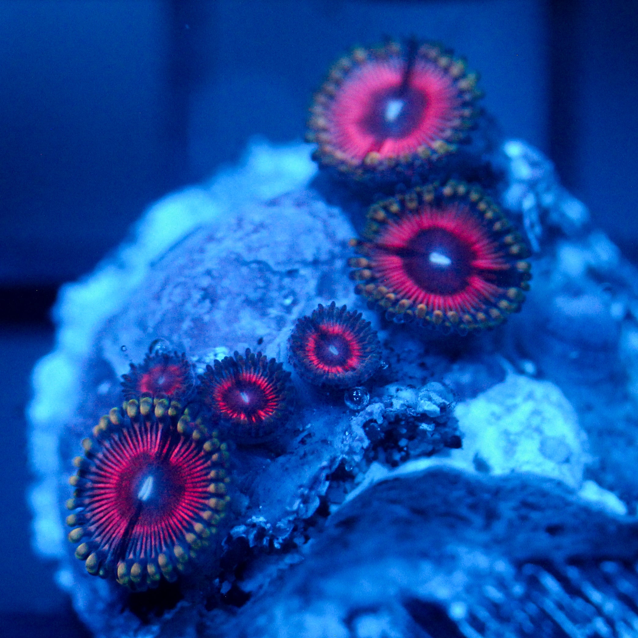 JC Pink Insanity Zoanthid