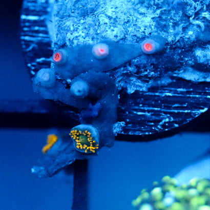 JC Zoa Garden Seed