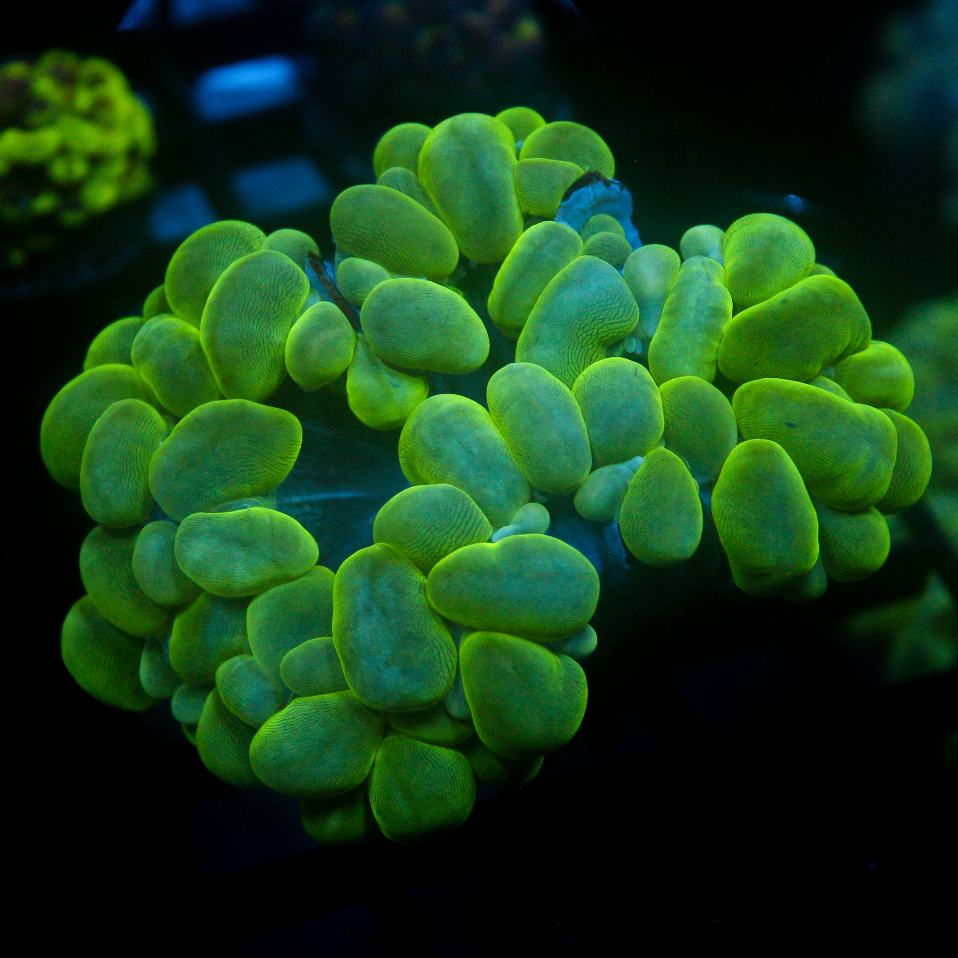 JC Neon Green Bubble Coral 4"+