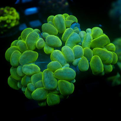 JC Neon Green Bubble Coral 4"+