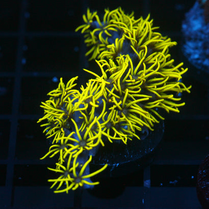 JC Lime Wire Gsp