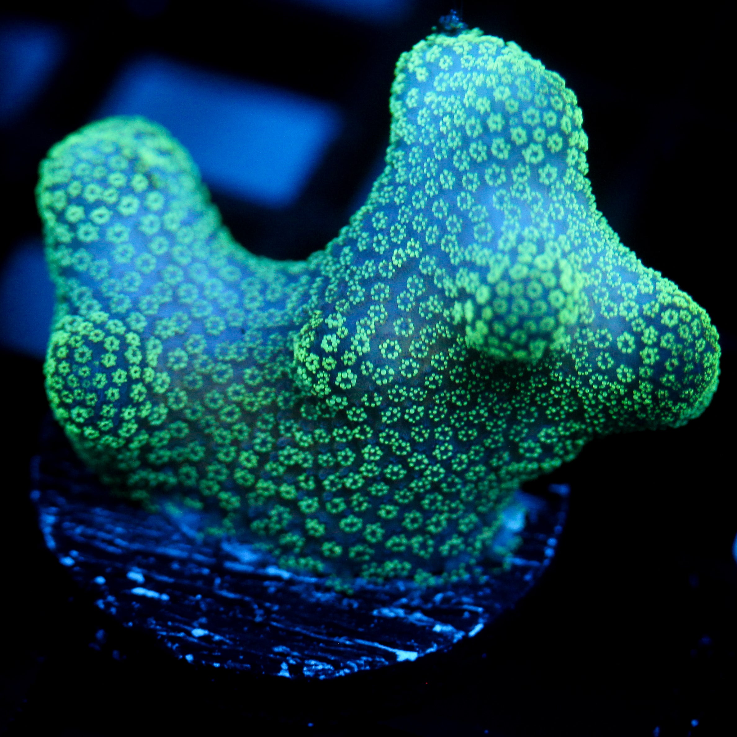 JC Neon Green Styloporah