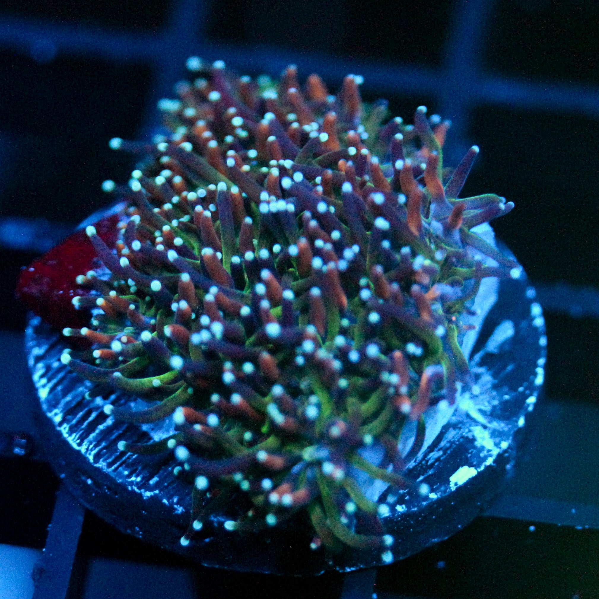 JC Sour Sucker Galaxea