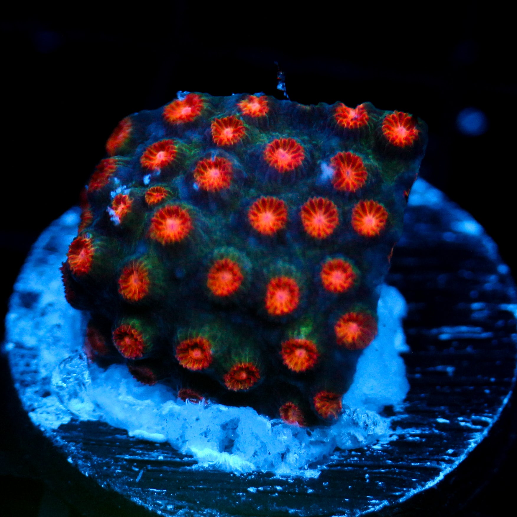 JC Evil Swarm Cyphastrea