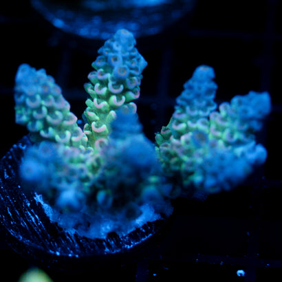 JC Blue Terror