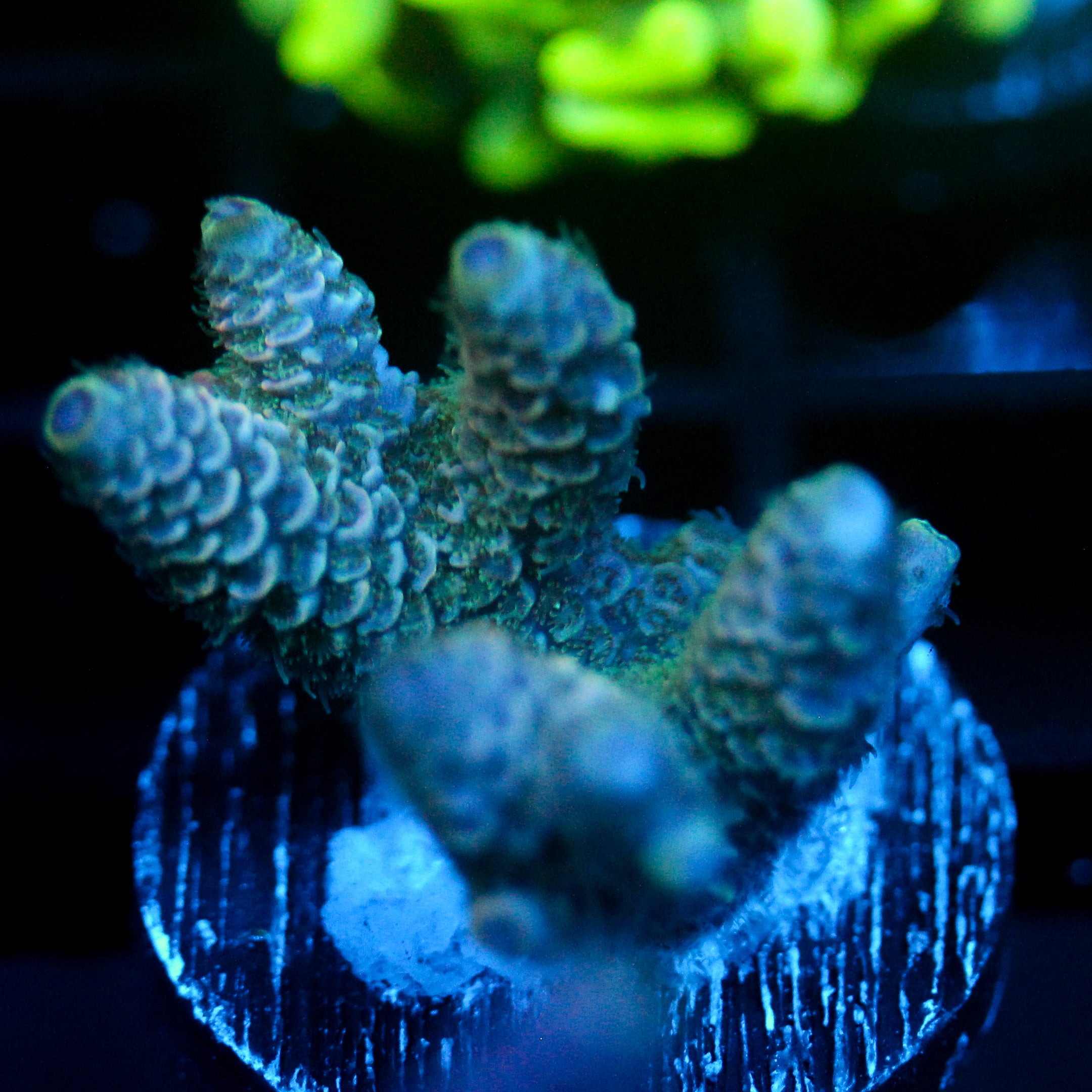 JC Green Dancer