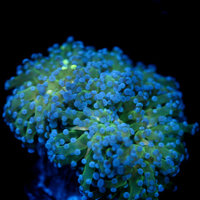 JC Splattering Blue Octo