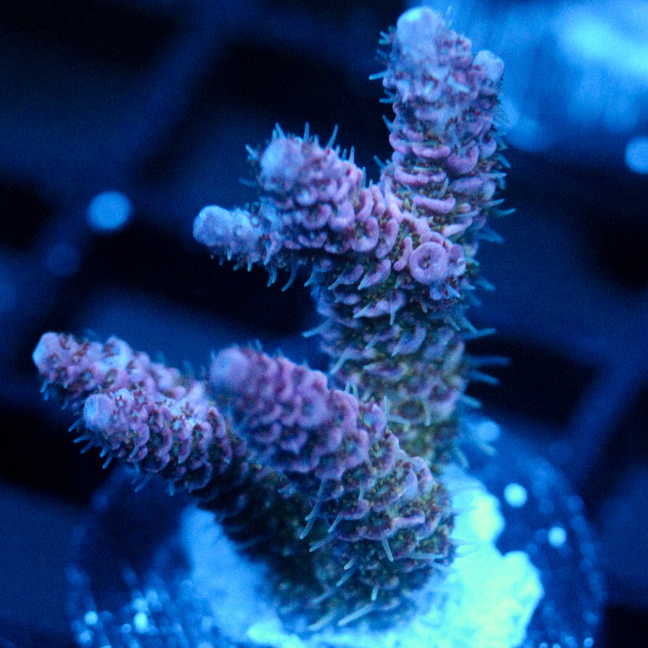 JC Purple Monster