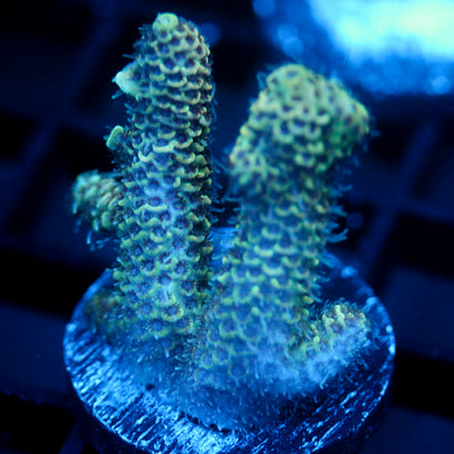 JC Underglow