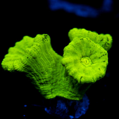 JC Neon Green Candy Cane
