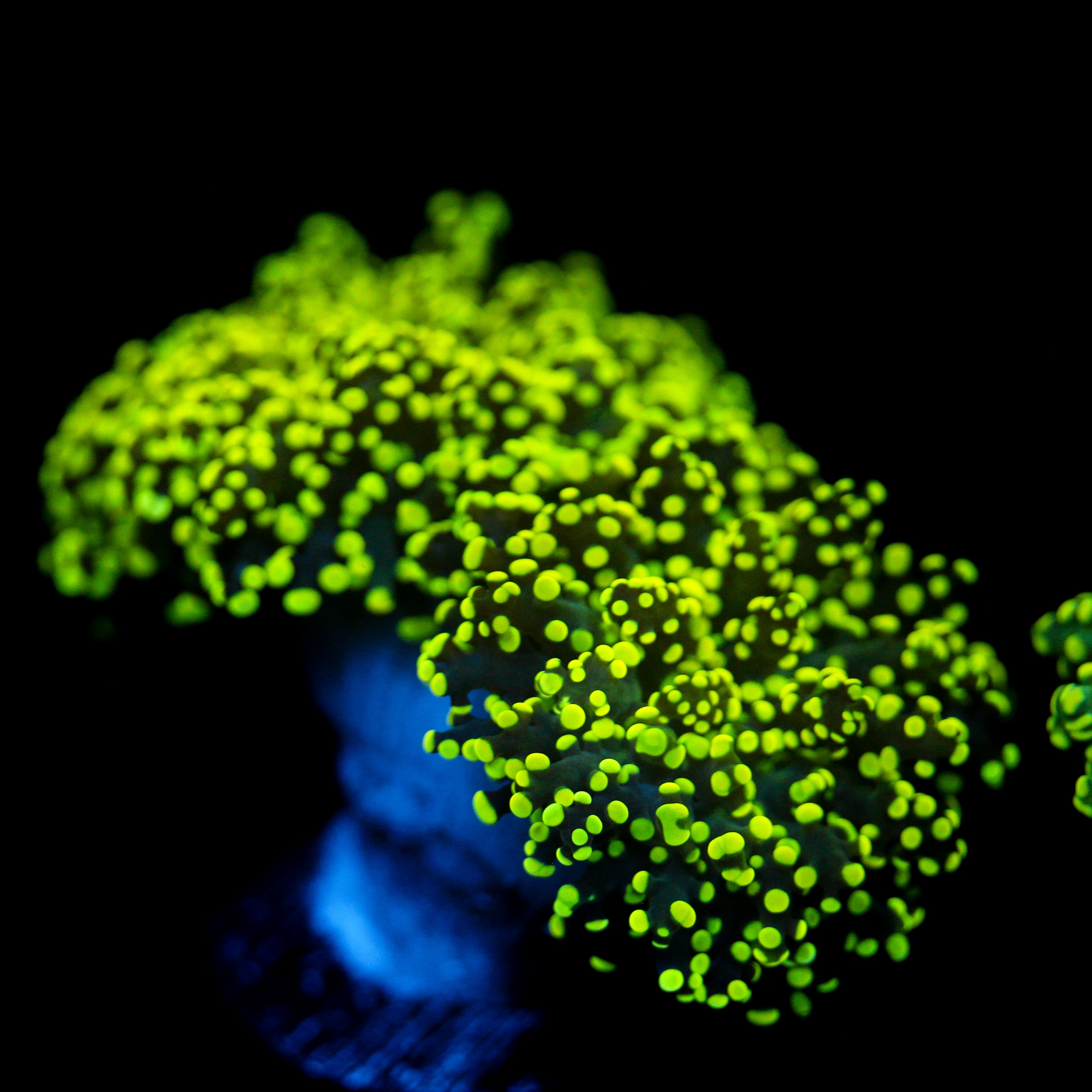 JC Neon Green Octo