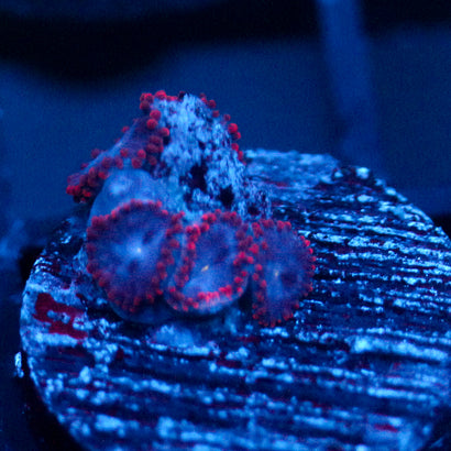 JC Nova Zoanthid