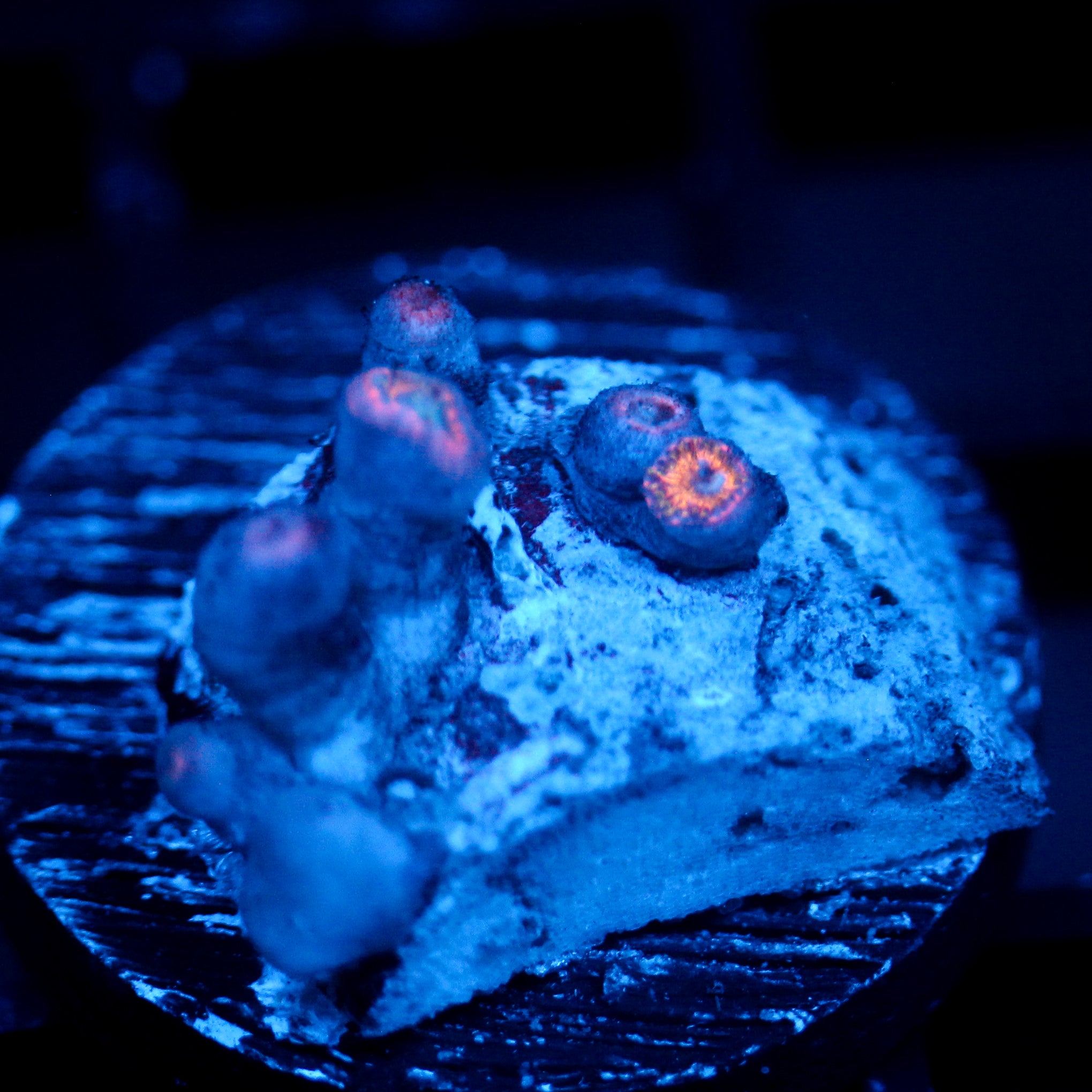 JC Zoa Garden Seed