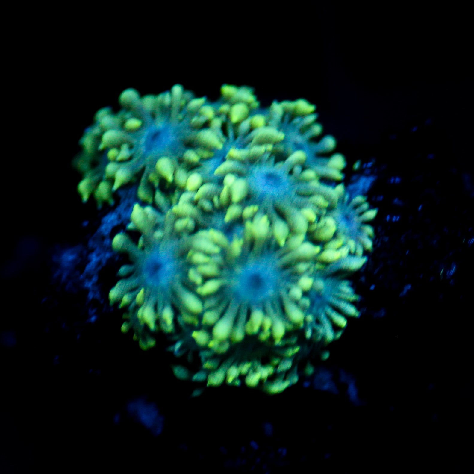 JC Electric Petals Goni