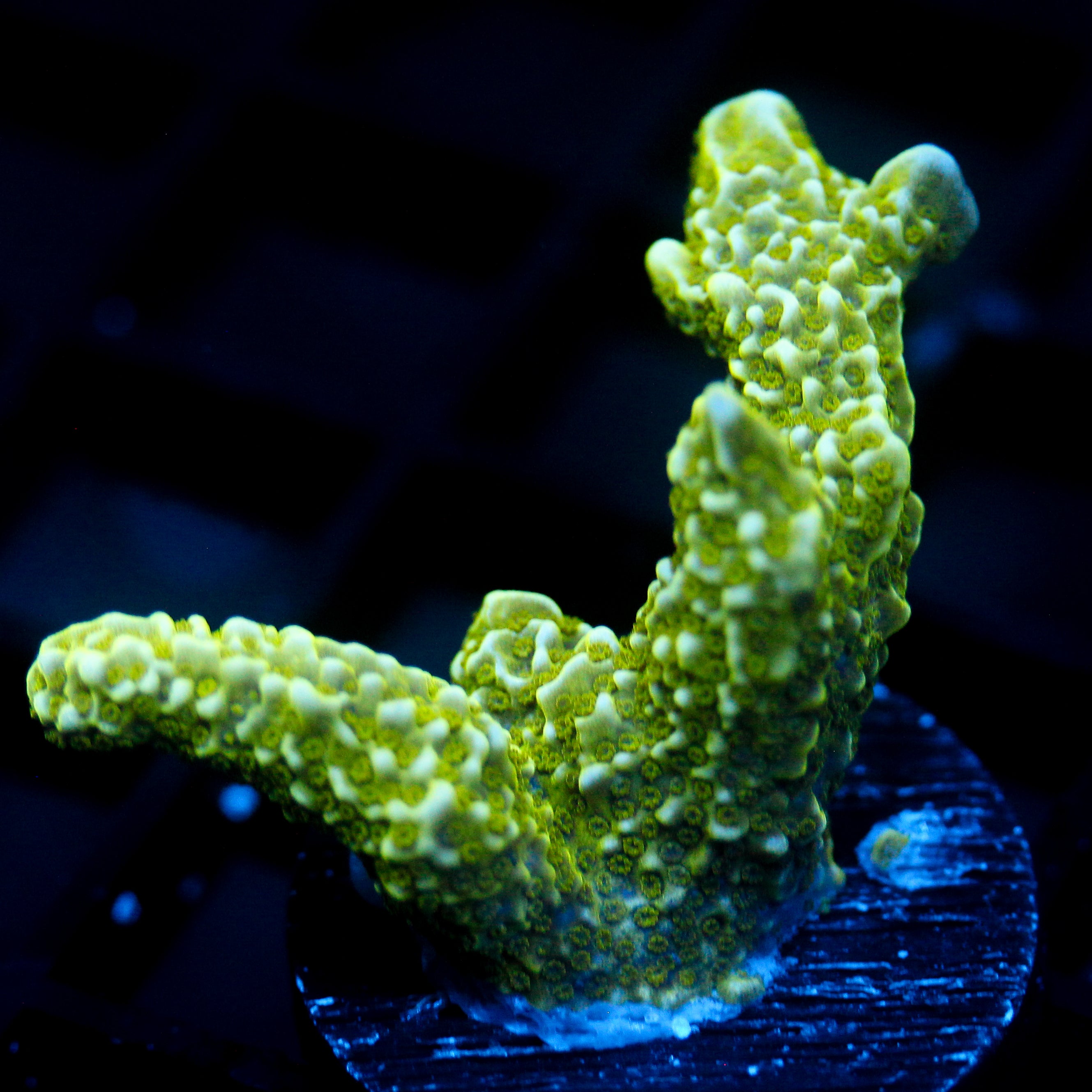 JC Neon Green Digi Monti