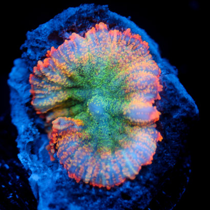 JC Orange Crush Rhodactis