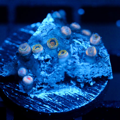JC Zoa Garden Seed