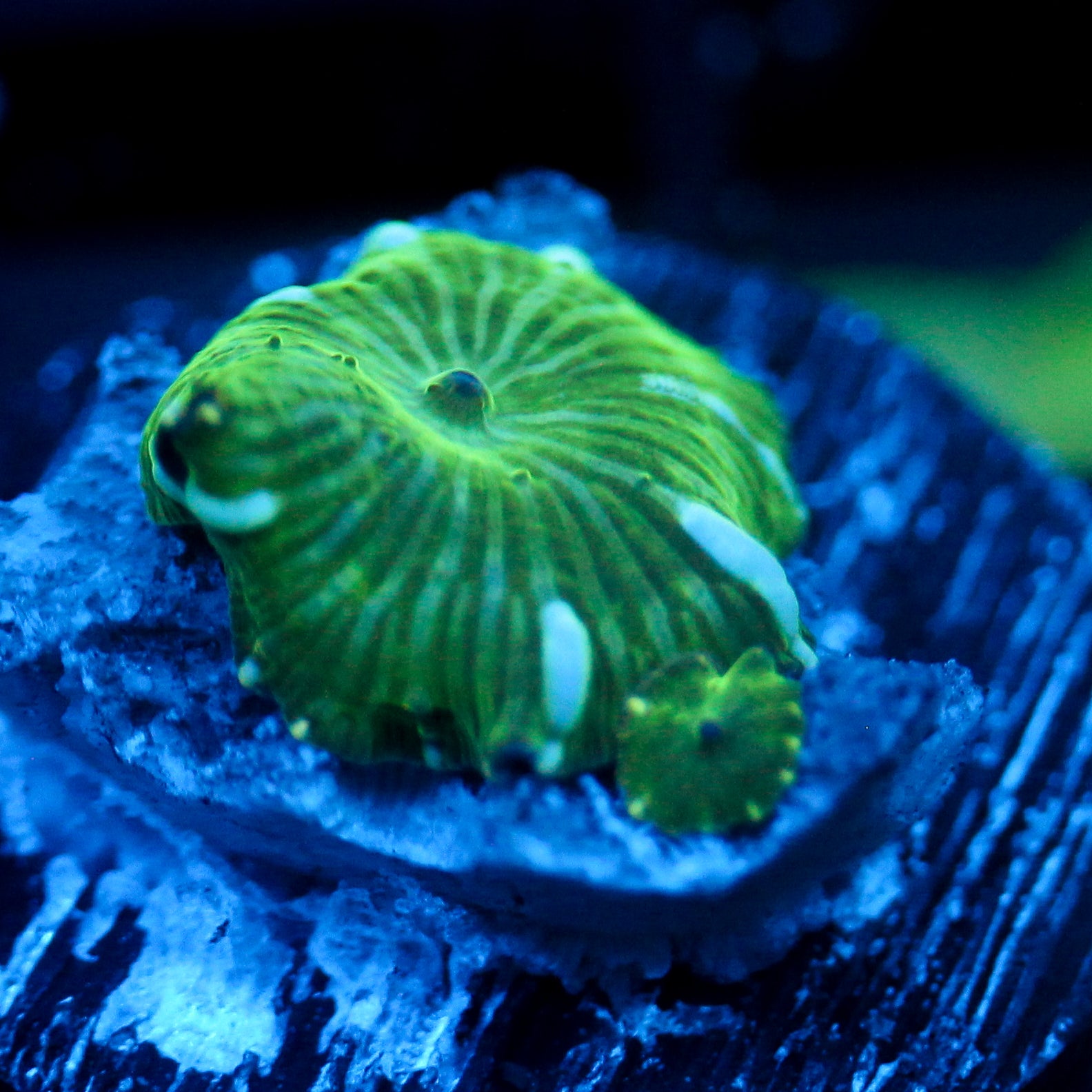 JC Blue Streak Watermelon Rind Discosoma
