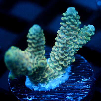 JC Vivarium
