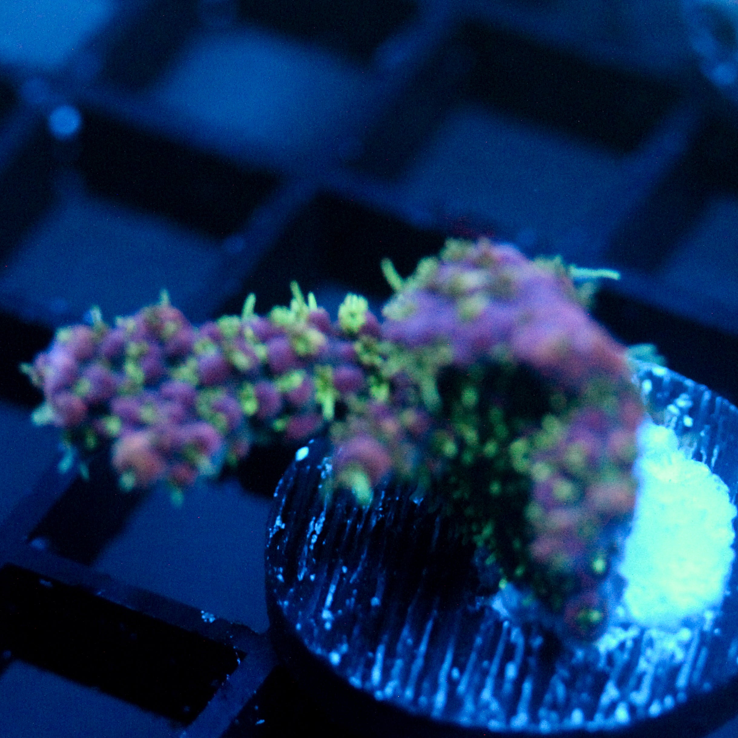 JC Purple Masterpiece