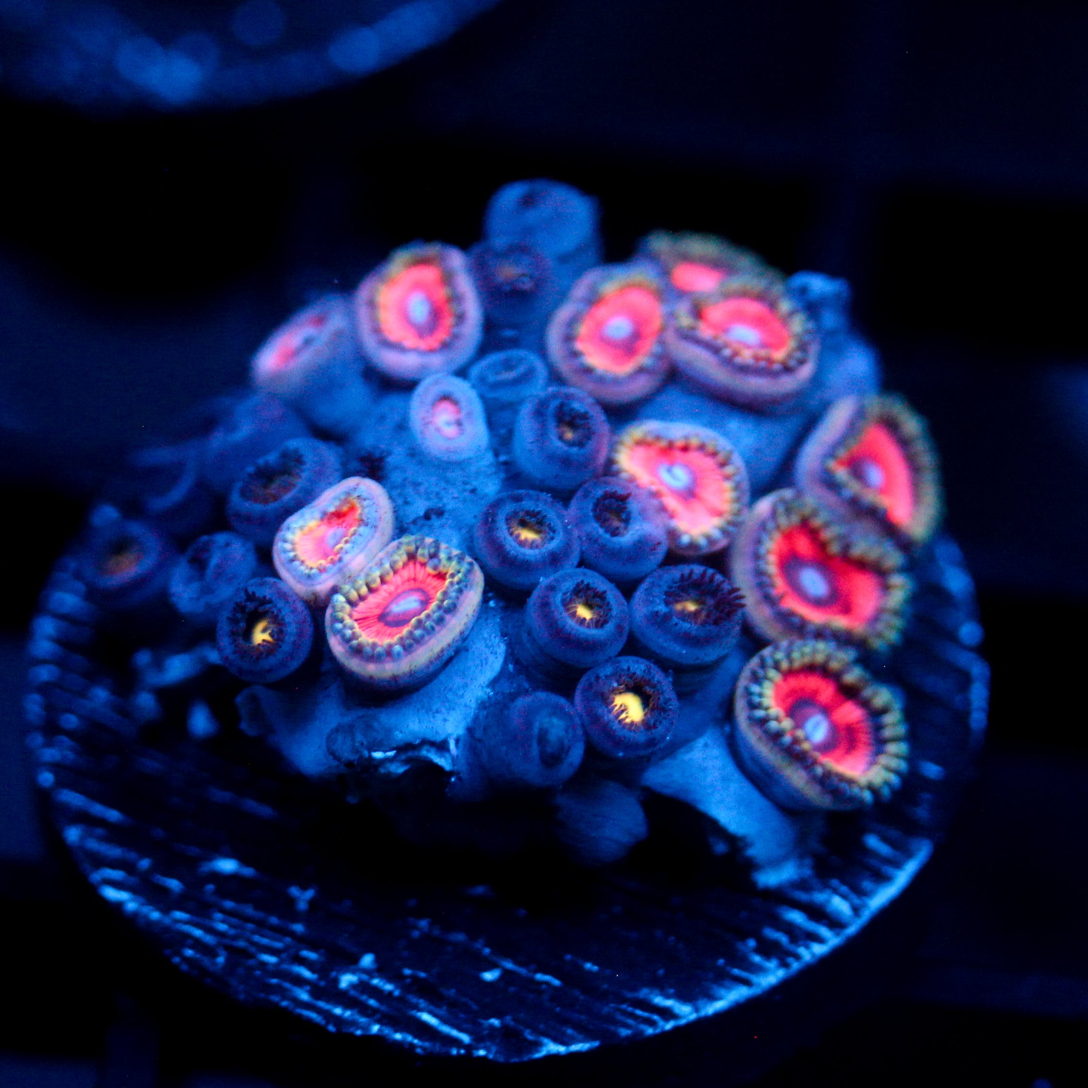 JC Pink Dominion Zoanthid