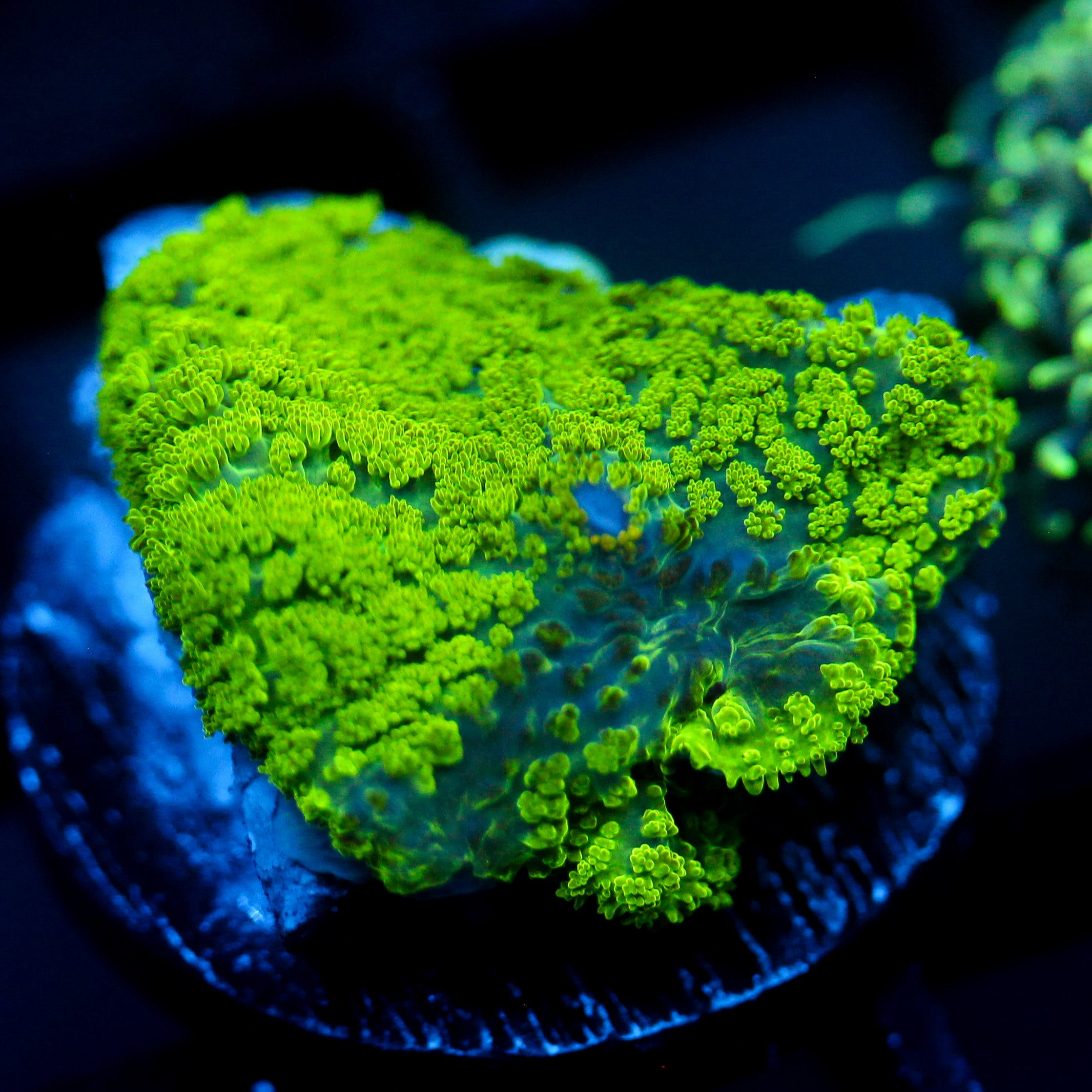 JC Neon Green Rhodactis