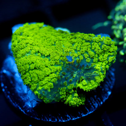JC Neon Green Rhodactis