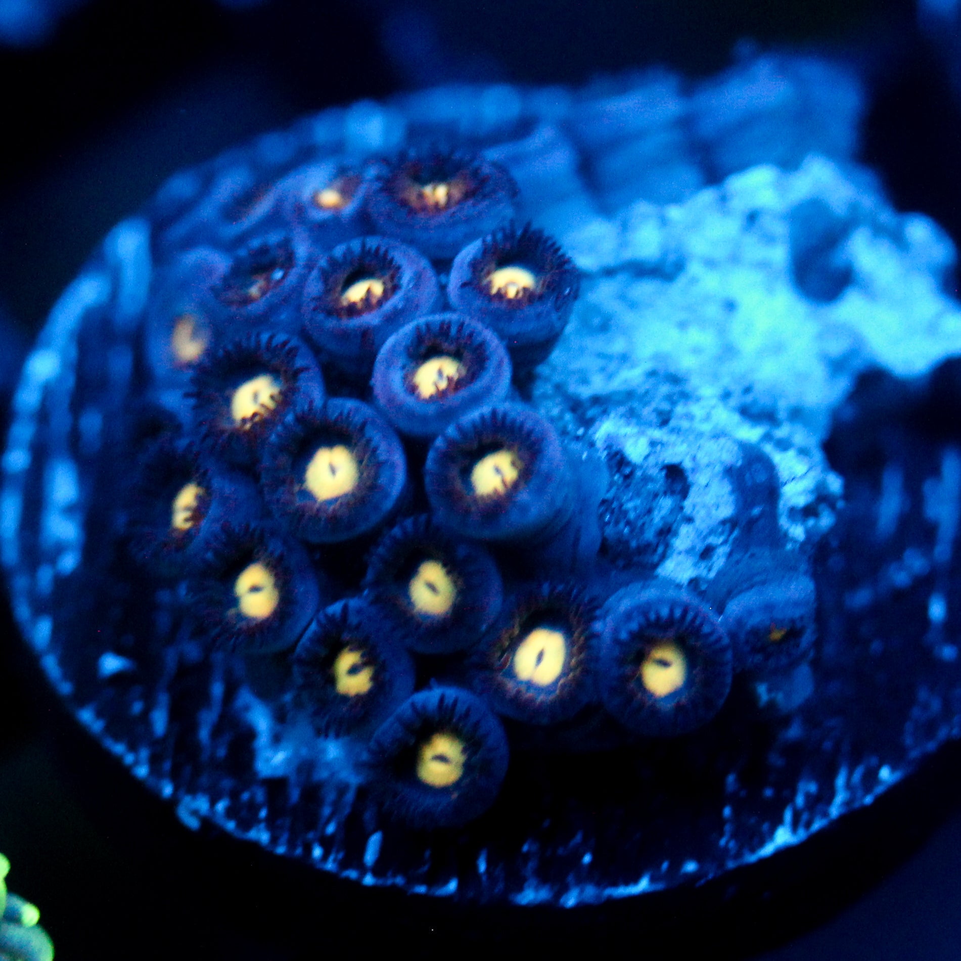 JC Ember Eyes Zoanthid