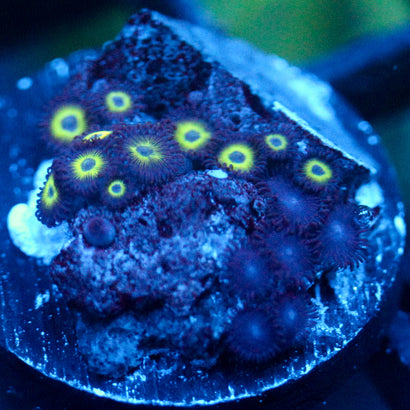 JC Greened Out Zoanthids