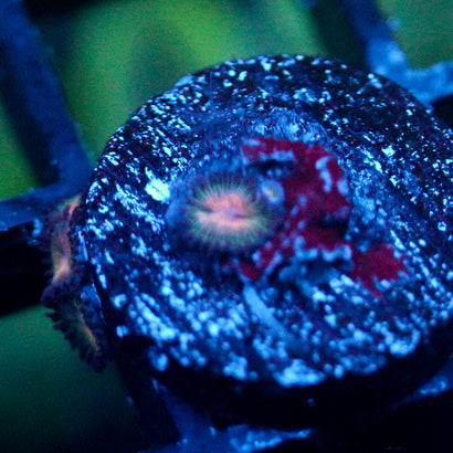 JC Peach Bellini Zoanthid