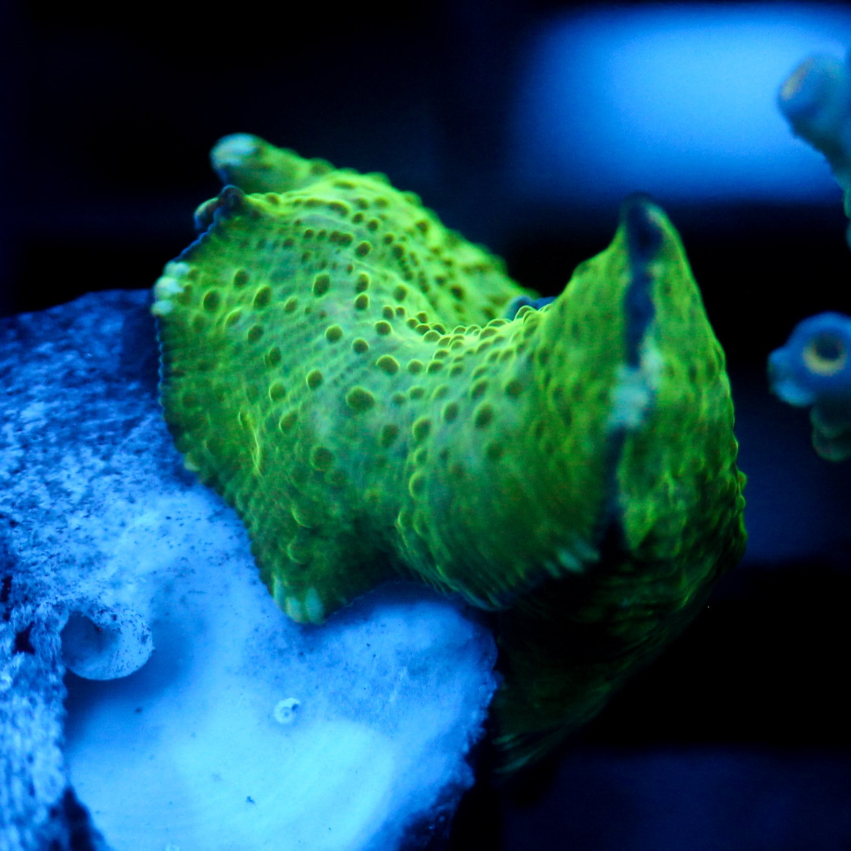 JC Frog Skin Discosoma