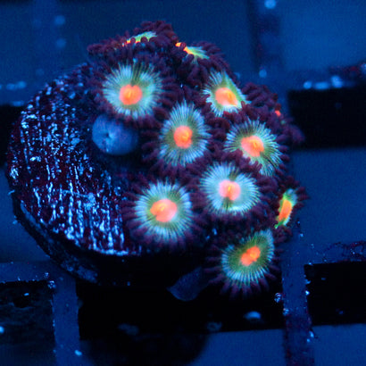 JC Blue Raven Zoanthid