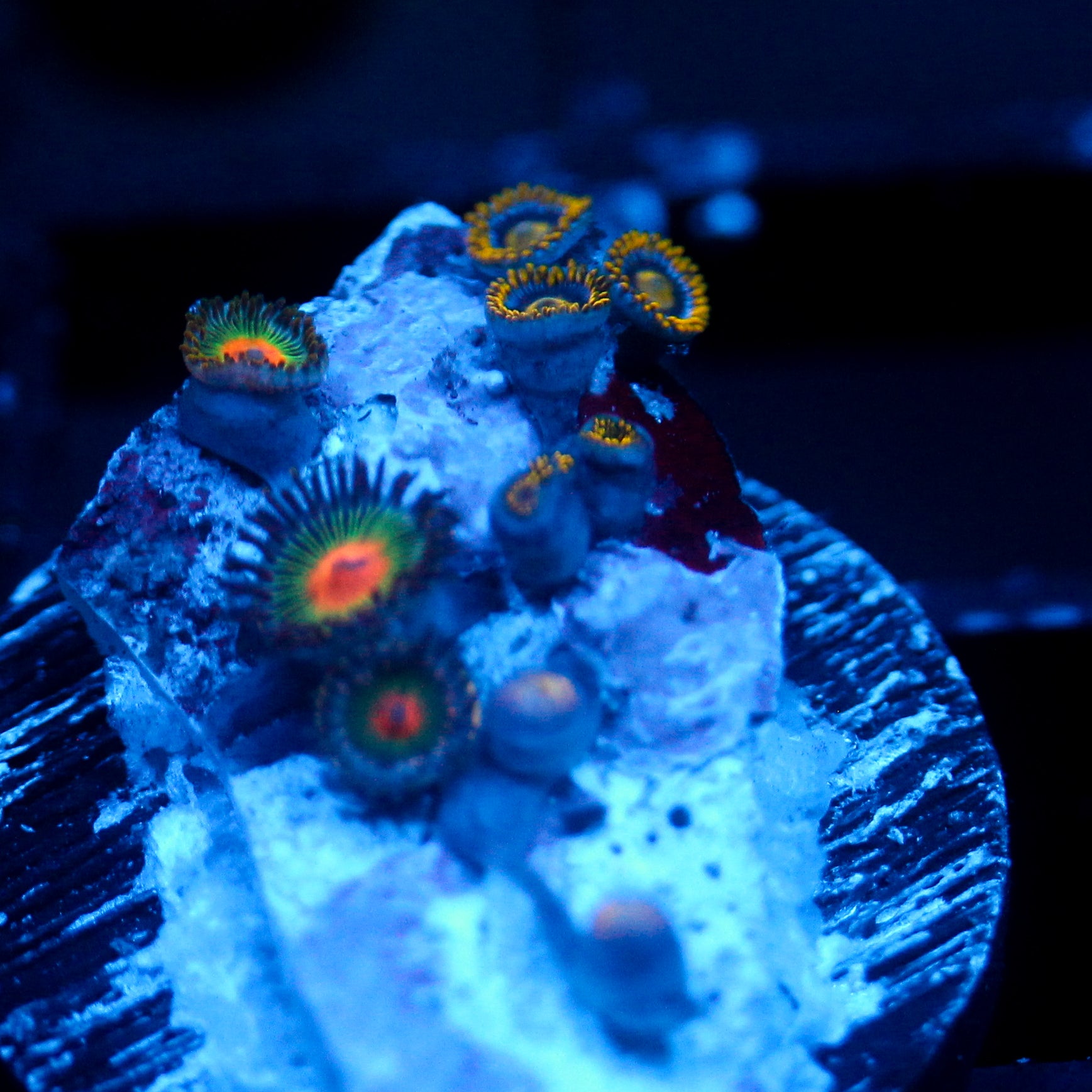 JC Alien Blood Zoanthid