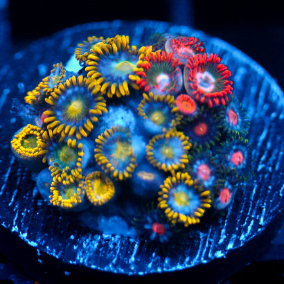 JC Zoa Garden Seed