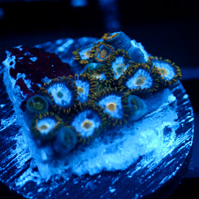 JC Saturn Zoanthid