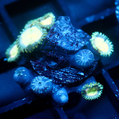 JC Hawaiian Ding Dang Zoanthid