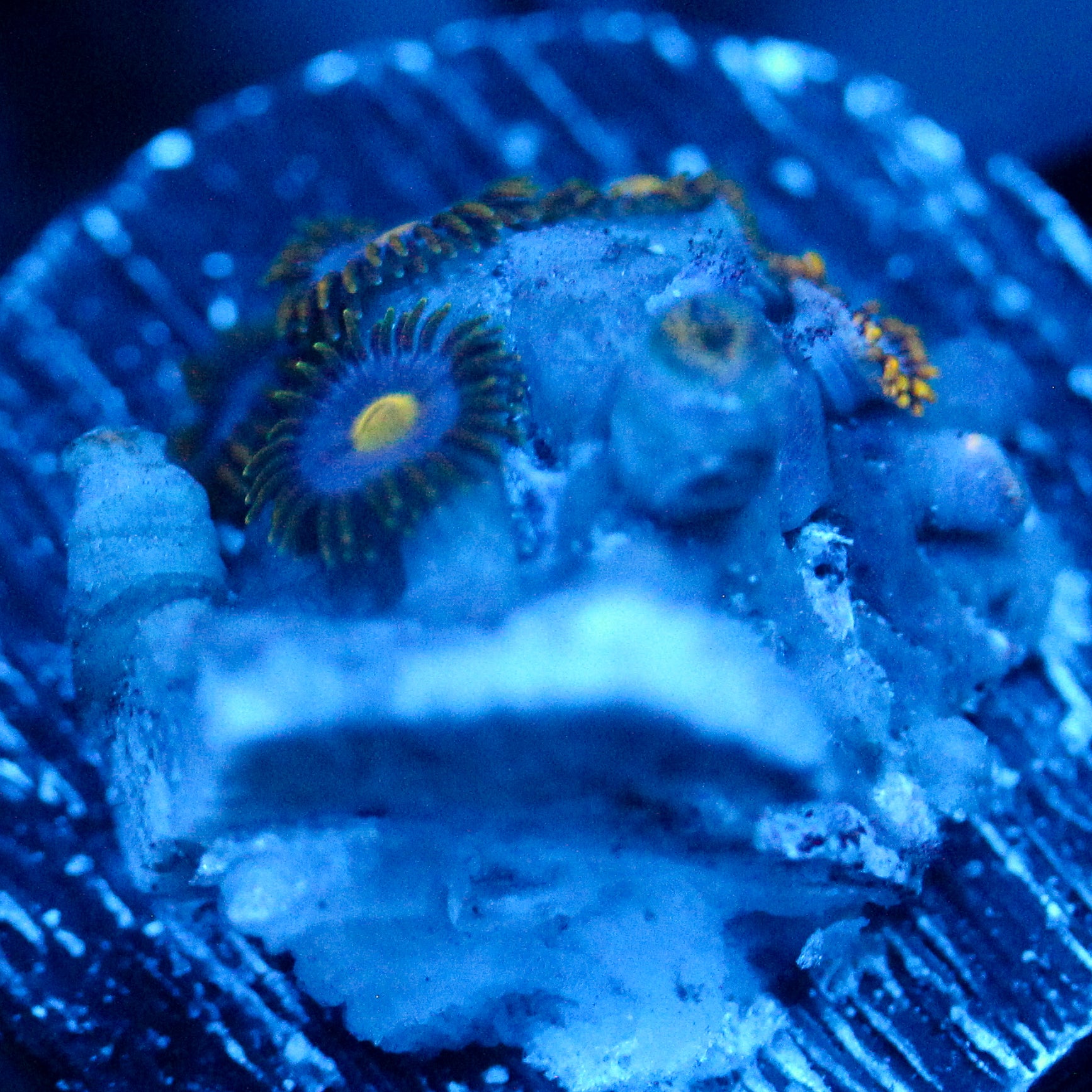 JC Gold Gobbler Zoanthid