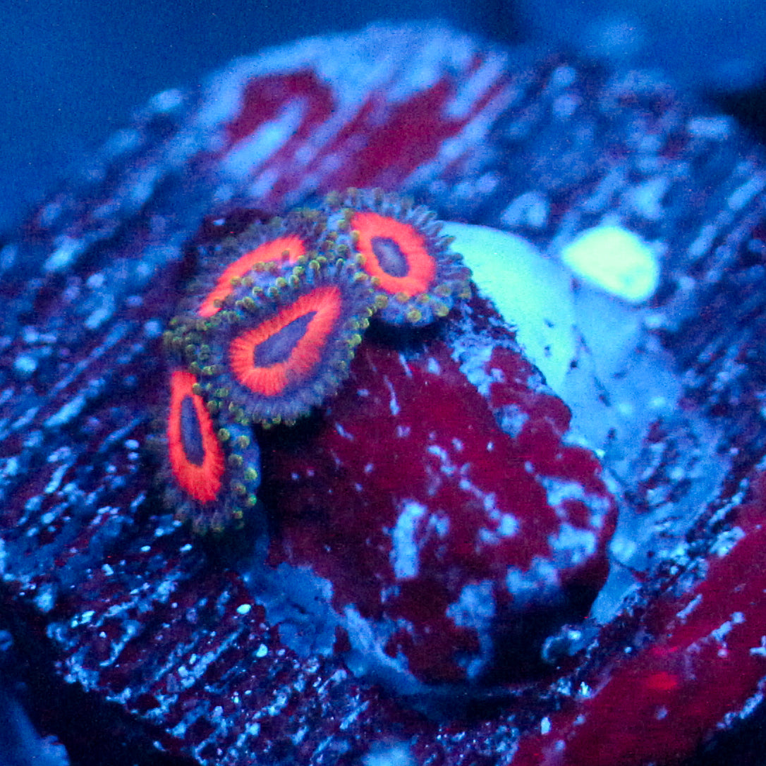 JF Fairy Tale Zoanthid