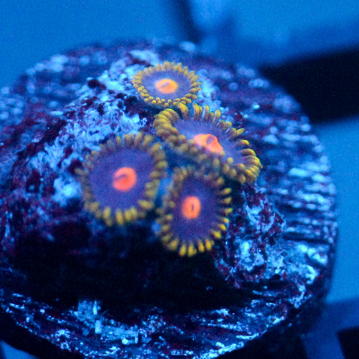 JC Gold Burn Zoanthid