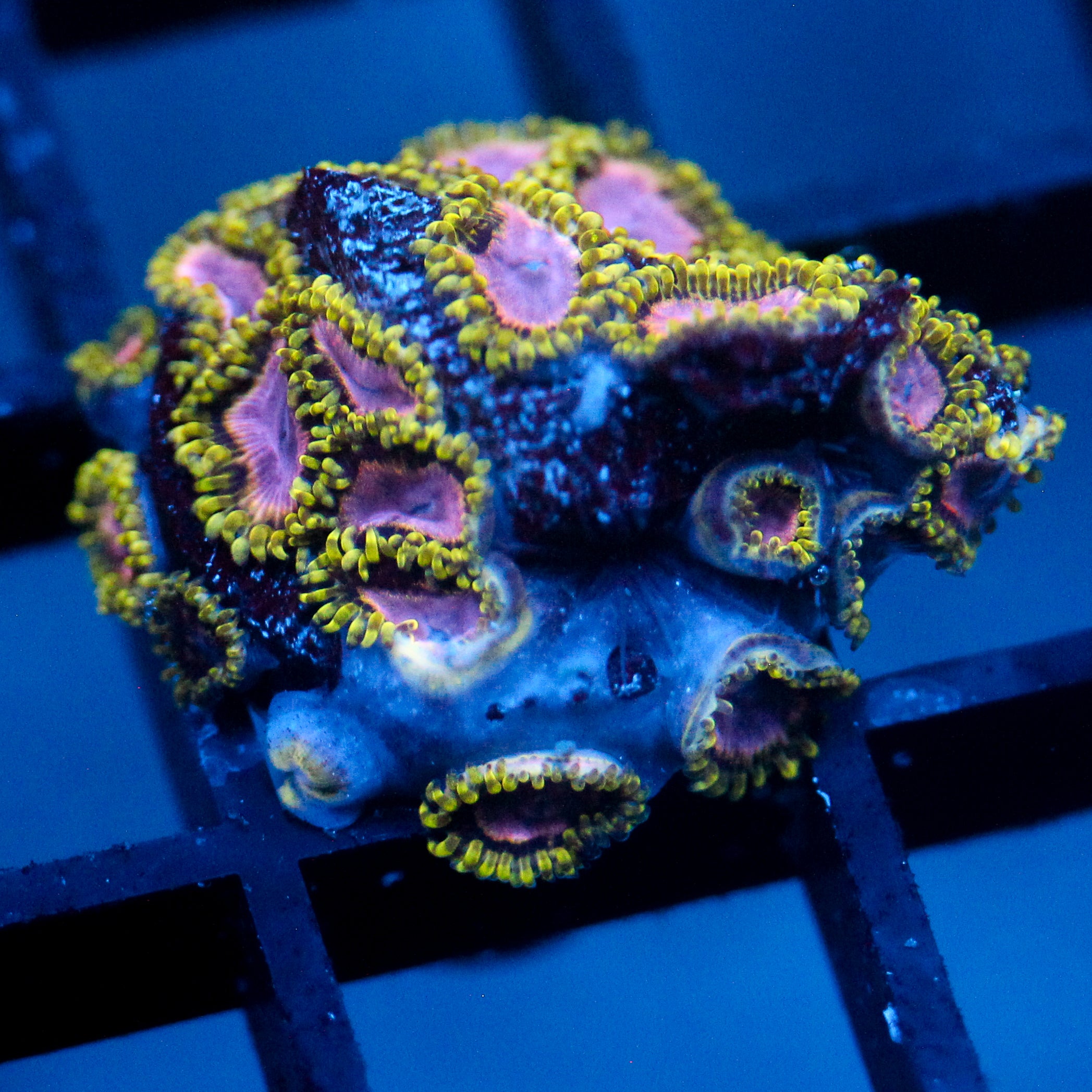 JC Purple Monster Zoanthid