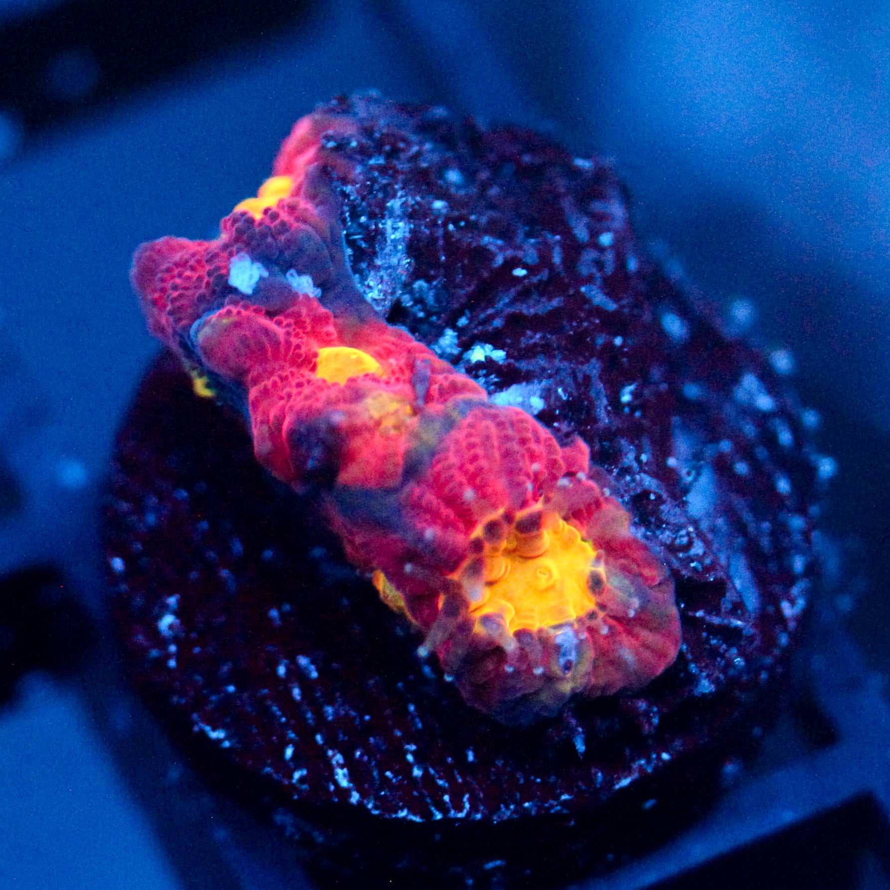 JC Red Slime Favia