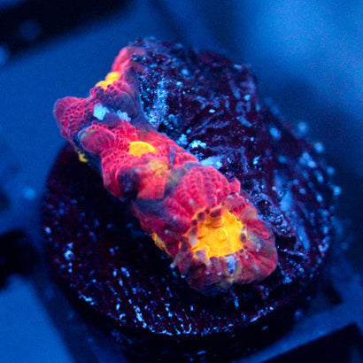 JC Red Slime Favia