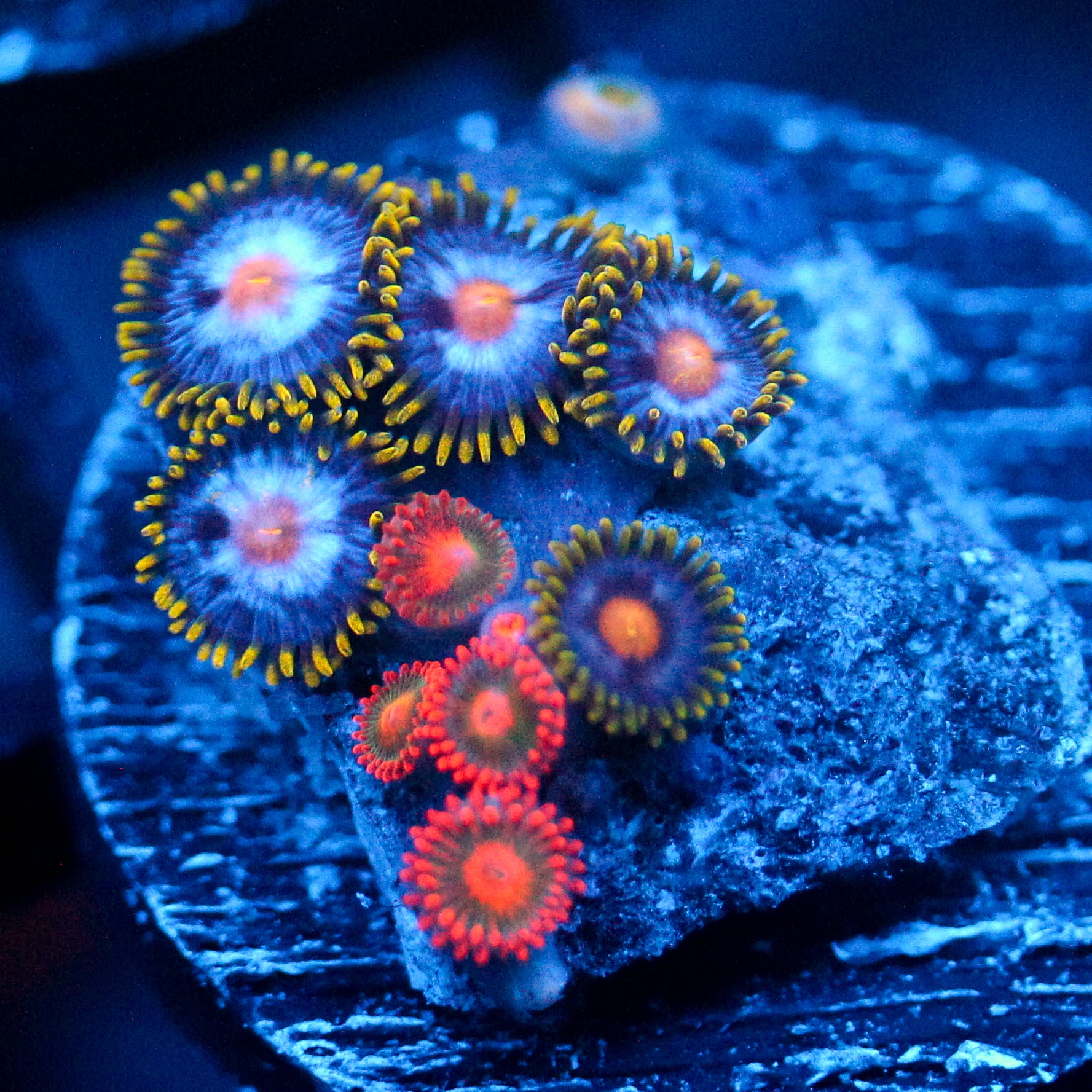 JC Saturn Zoanthid mix