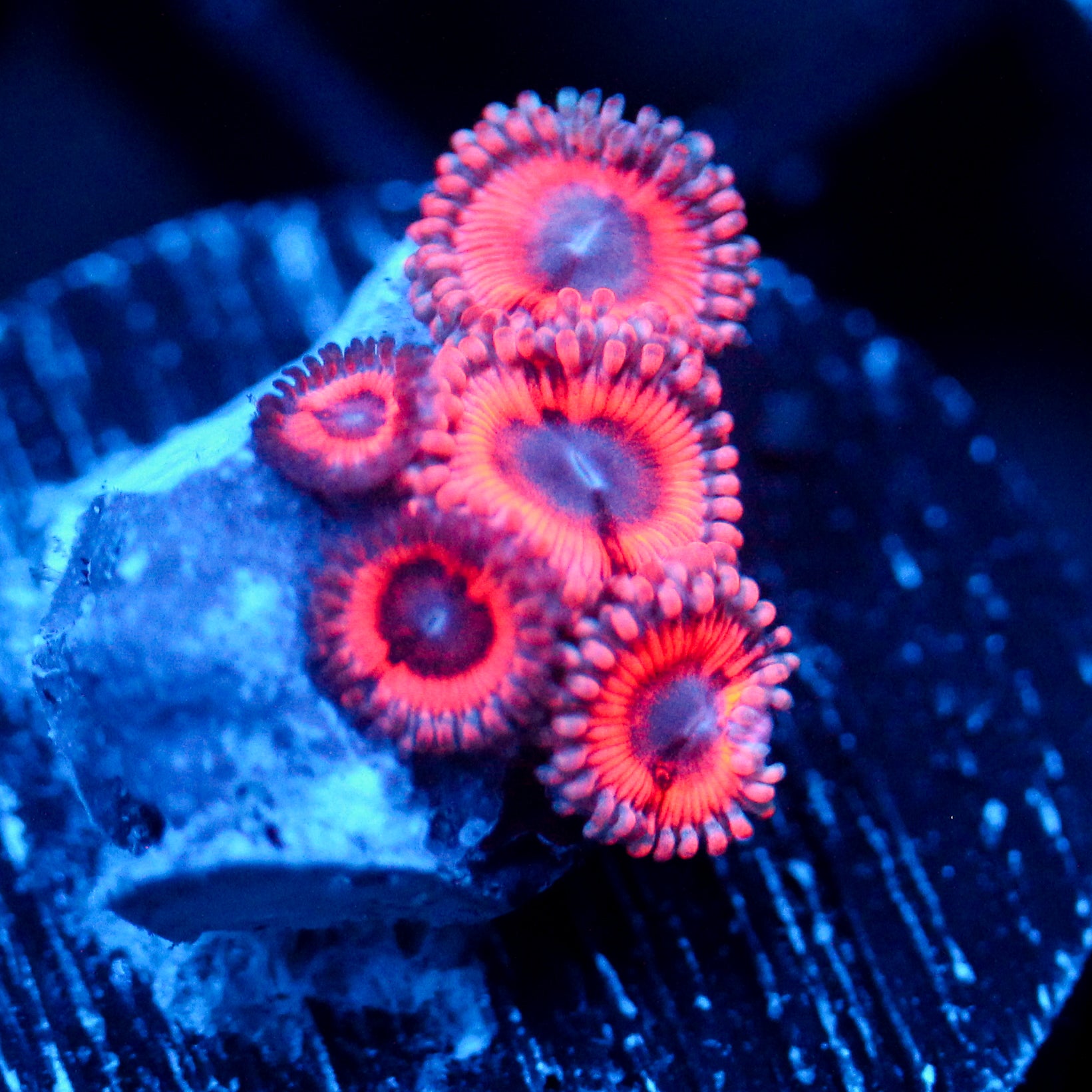 JC Pink Insanity Zoanthid