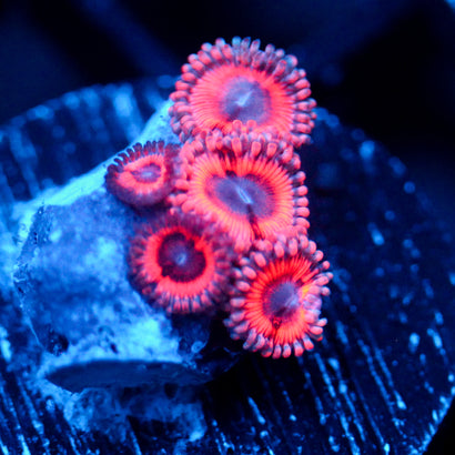 JC Pink Insanity Zoanthid