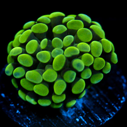JC Neon Green Hammer