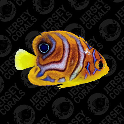 Bali Aquarich Misbar Regal