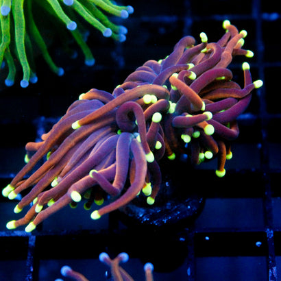 JC Jupiter